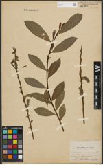 Foto von Salix purpurea L. x Salix silesiaca Willd.